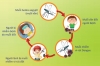 Sốt xuất huyết là gì và bệnh có nguy hiểm không?
