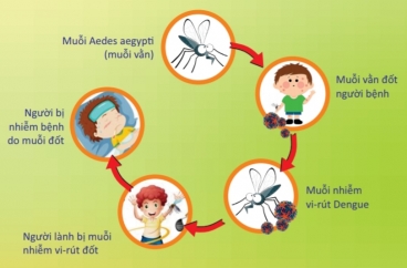 Sốt xuất huyết là gì và bệnh có nguy hiểm không?
