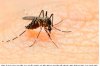 THÁNG 01-02/2016: BỆNH SỐT XUẤT HUYẾT DENGUE