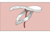 HAND FLAPS